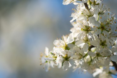 Karaçalı veya Prunus Spinosa çiçekleri