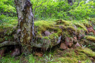 Yeşil orman sabah yaz