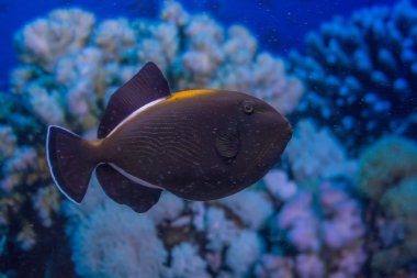 Hint triggerfish veya Melichthys indicus