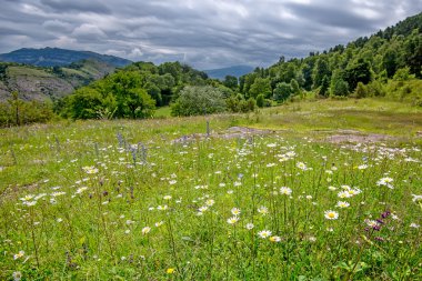 Dağ çayır doğal görünümü
