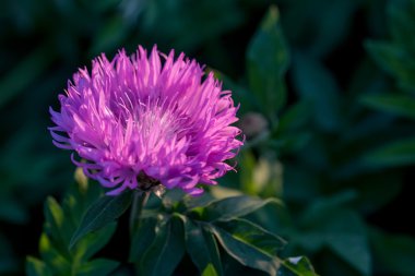 Badana Peygamber Çiçeği çiçek