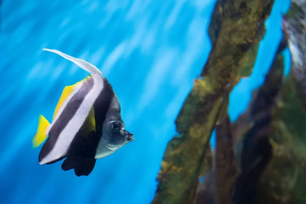 Red Sea pennant coralfish — Stock Photo, Image