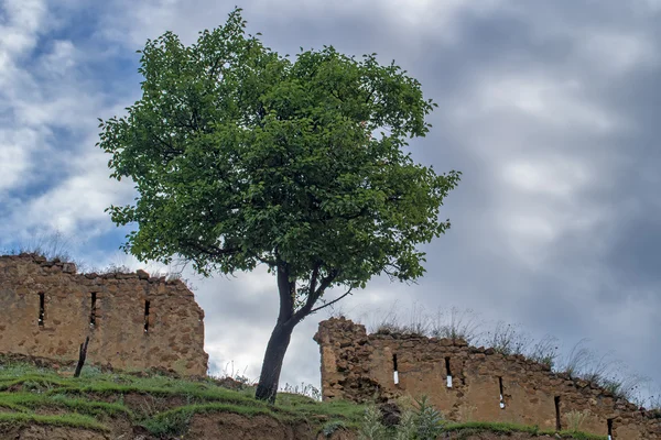 Lonesome tree onder ruïnes — Stockfoto