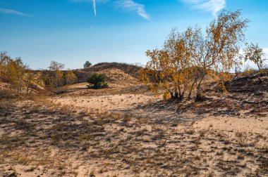 Sonbaharda yarı çölde sarı huş ağaçları