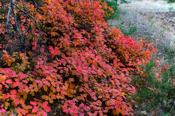 Jasna jesień las z czerwonymi i pomarańczowymi liśćmi drzewa dymu — Zdjęcie stockowe