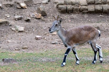 Bharal, Himalaya mavi koyunu ya da naur 'a yakın çekim