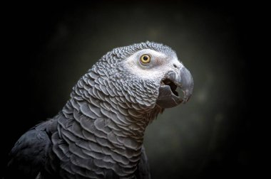 Afrika timneh gri papağanı veya Kongo gri papağanı, Kongo Afrika gri papağanı