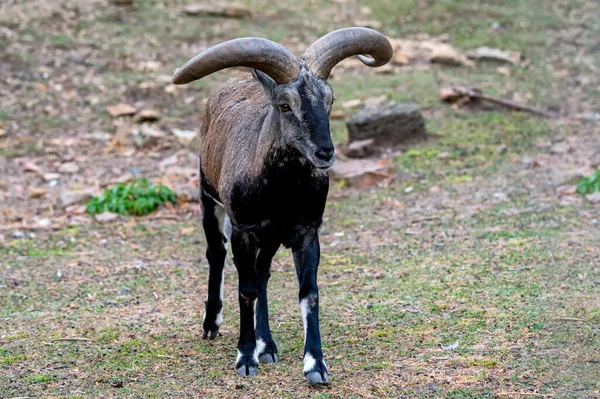 Bharal, Himalaya mavi koyunu ya da naur 'a yakın çekim — Stok fotoğraf