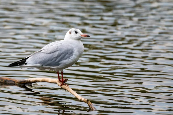 Close-up photograph of gull sits in the water on branch — Stock Photo, Image