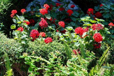 Eğreltiotları arasında yoğun sardunya çalıları