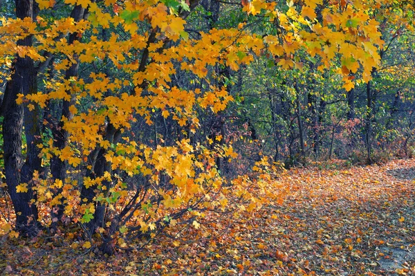 Helder herfstbos met sinaasappelbladeren van populier — Stockfoto