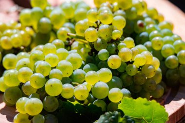 Beyaz şarap üzümlerinin yakın plan çekimleri.