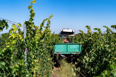 Üzüm hasadını küçük arabanın üzüm bağında topluyorum.