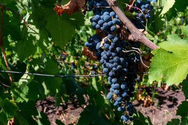 Закрыть большой пучок винограда на виноградной лозе — стоковое фото