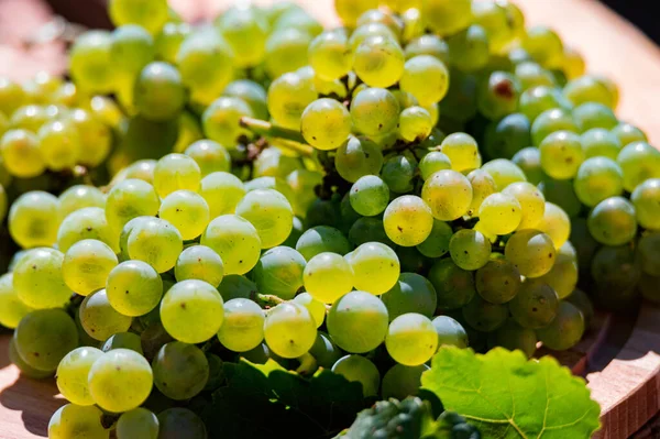 Beyaz şarap üzümlerinin yakın plan çekimleri.
