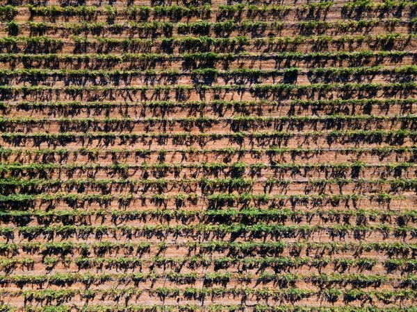 Bovenaanzicht vanuit de lucht op een wijngaard in de zomer — Stockfoto