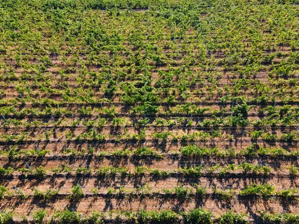 Vista superior plana aérea de uma vinha no verão — Fotografia de Stock