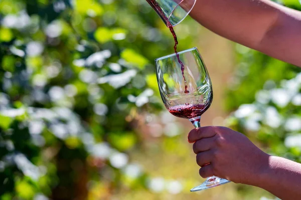 Ręcznie trzyma szklankę z czerwonym winem obok winogron w winnicy Zdjęcia Stockowe bez tantiem