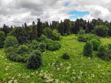Çiçekler ve ormanlarla dolu güzel dağ manzarası