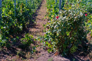 Sonbaharda üzüm bağındaki gül çalısı fotoğrafı.