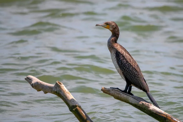 Close up of great Cormorant or Phalacrocorax carbo in nature — Stock Photo, Image