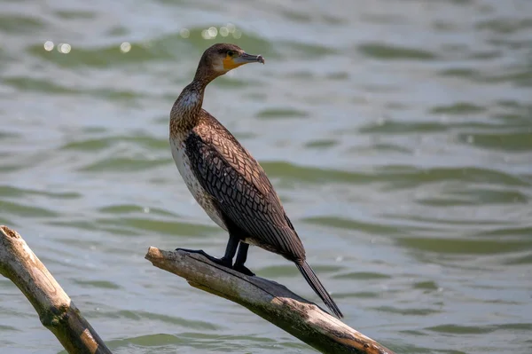 Close up of great Cormorant or Phalacrocorax carbo in nature — Stock Photo, Image