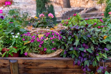 Dışarıdaki farklı renkli saksı bitkilerini kapatın.