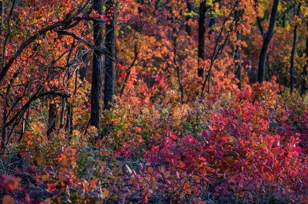 Luminosa foresta autunnale con foglie rosse e arancioni di albero di fumo — Foto Stock