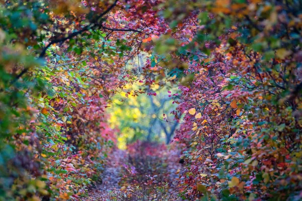 Fényes őszi erdő vörös és narancs levelek füst fa — Stock Fotó