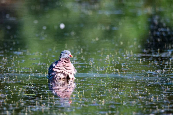 Fa galamb vagy Columba palumbus mossa vízben — Stock Fotó