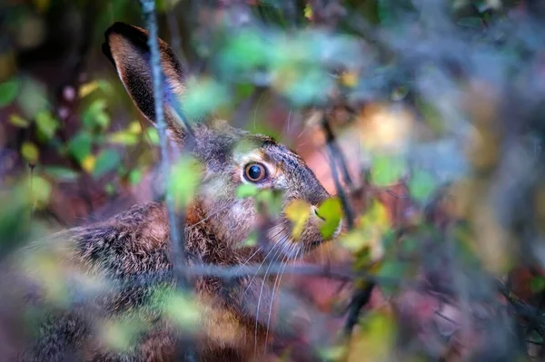 Закрыть страшно европейского зайца или Lepus europaeus в природе — стоковое фото