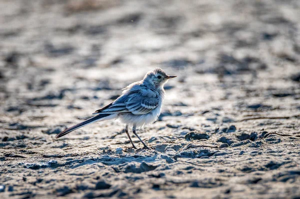 Close up of young white wagtail on the ground — Stock Photo, Image