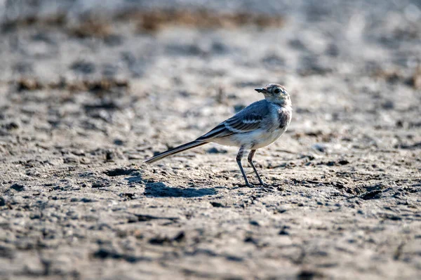 Close up of young white wagtail on the ground — Stock Photo, Image