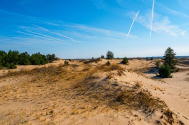 Sonbaharda yarı çölde yeşil çam ağaçlarının güzel manzarası.