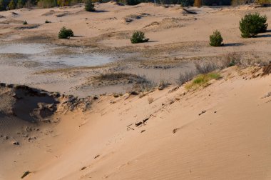Sonbaharda yarı çölde yeşil çam ağaçlarının güzel manzarası.