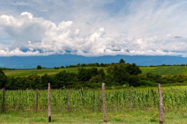 Güzel yeşil yaz mısır tarlası Abhazya 'da mavi gökyüzünün altında