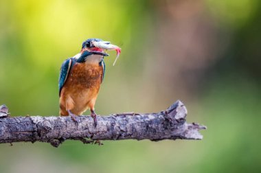Ortak Kingfisher ya da Alcedo bu dalda tünemiş