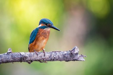 Ortak Kingfisher ya da Alcedo bu dalda tünemiş