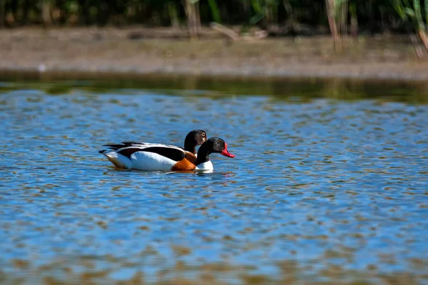 Ein Paar gemeine Enten oder Tadorna im Wasser — Stockfoto