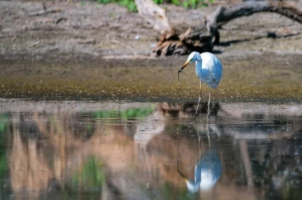 Grote zilverreiger of Ardea alba eet waterslang — Stockfoto