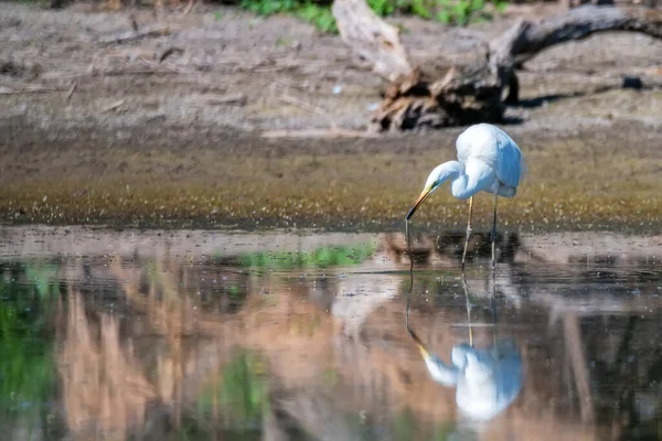 Μεγάλη egret ή Ardea alba τρώει νερόφιδο — Φωτογραφία Αρχείου