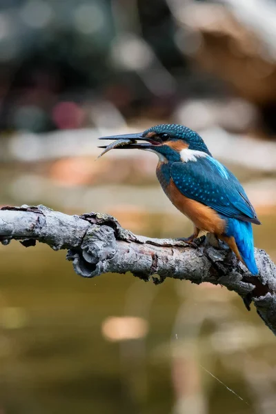 Gewone ijsvogel of Alcedo op deze hoog op tak — Stockfoto