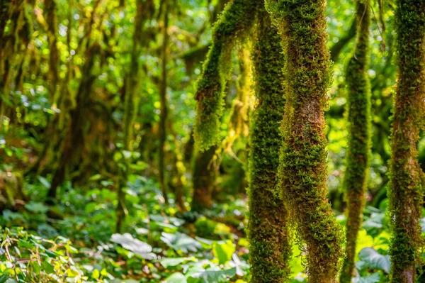 Großaufnahme von Moos, das auf Ästen wächst. — Stockfoto