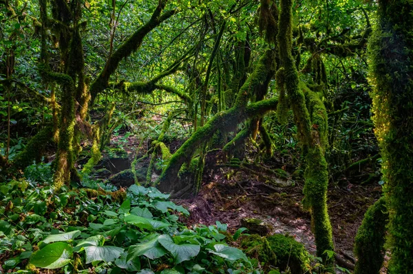 Close up of moss growing on tree branches. — Stock Photo, Image