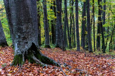 Kayın ağacı köklerinde büyüyen yosunları kapat.
