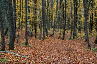 Kırmızı ve sarı yapraklarla dolu sonbahar ormanının manzarası.
