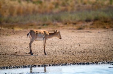 Saiga antilobu veya Saiga tatarica bozkırda duruyor