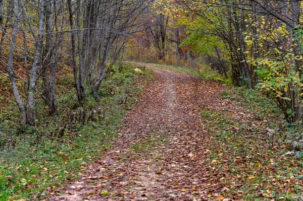 Pemandangan indah dari hutan musim gugur dengan jalan yang penuh dedaunan — Stok Foto