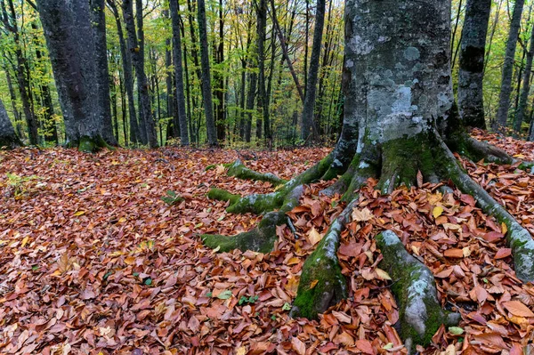 Крупним планом мох, що росте на коренях букових дерев . — стокове фото