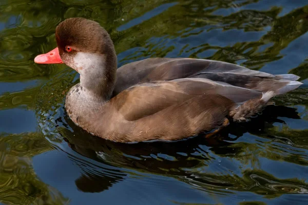 Young male red-crested pochard or Netta rufina in water — Stock Photo, Image